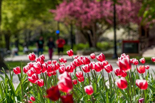 Tulips Tulips